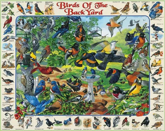 Birds of the Backyard Puzzle 1000 pcs